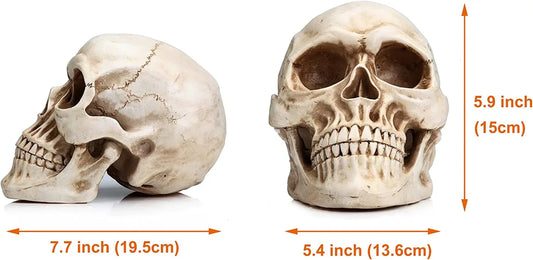 1:1 Replica Realistic Human Adult Skull Head Bone Model - Mekamart Australia