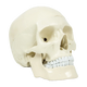 Life Size Anatomical Deluxe Human Skull Model Medical Skeleton Anatomy Replica - Mekamart Australia