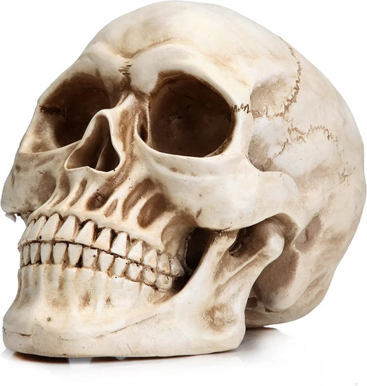 1:1 Replica Realistic Human Adult Skull Head Bone Model - Mekamart Australia