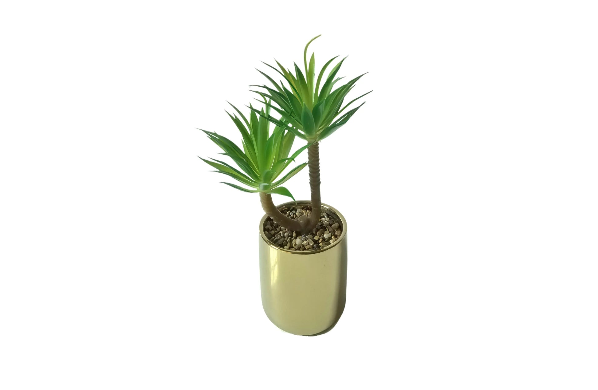Tiff Pot Succulent Plant - Mekamart Australia