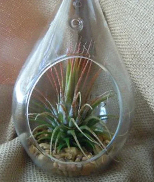 25 Bulk Pack of Hanging Clear Glass Tealight Candle Holder Tear Drop Pear Shape - 12cm High - Terrarium Plant Mini Garden Holder Decor - Mekamart Australia