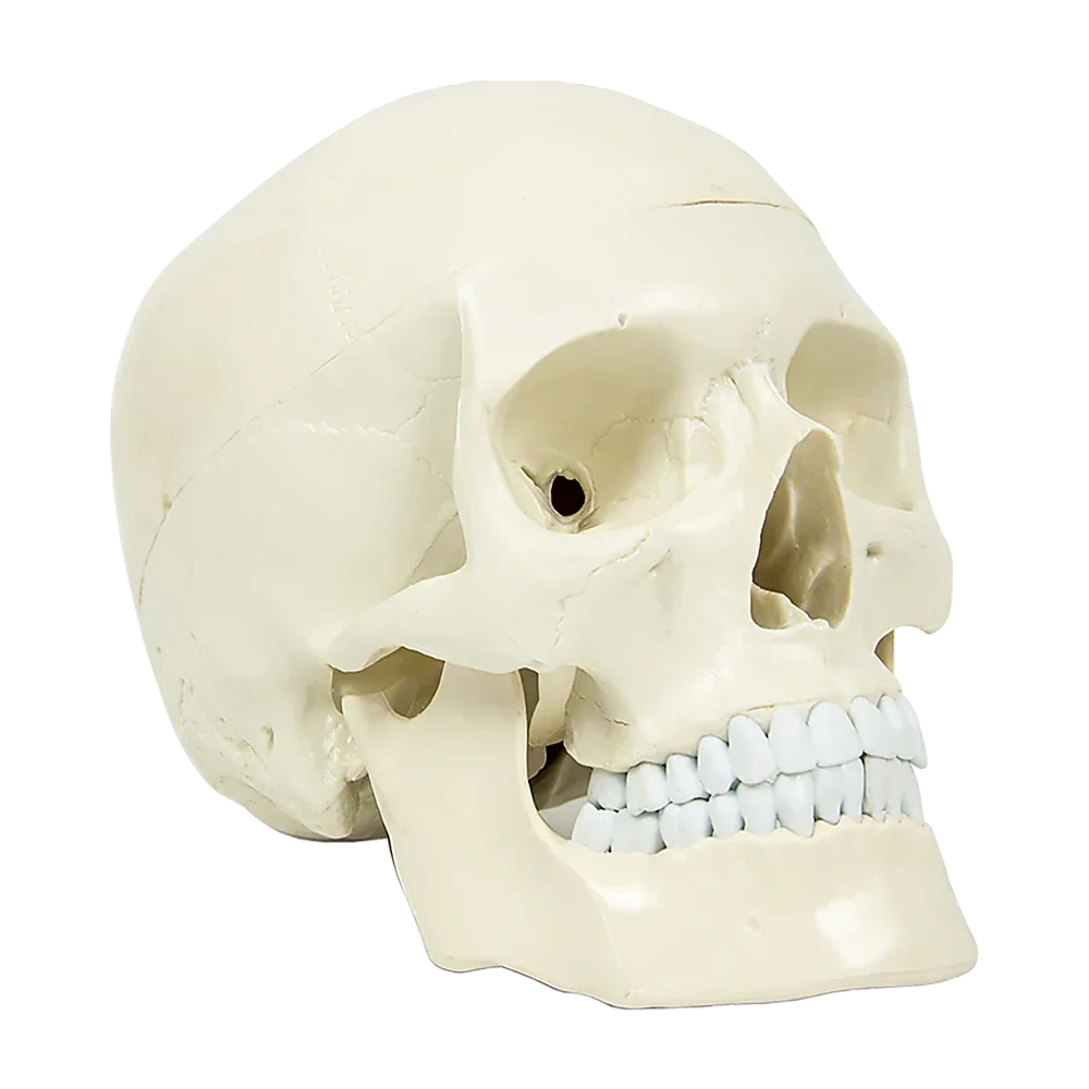 Life Size Anatomical Deluxe Human Skull Model Medical Skeleton Anatomy Replica - Mekamart Australia