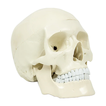 Life Size Anatomical Deluxe Human Skull Model Medical Skeleton Anatomy Replica - Mekamart Australia