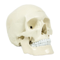 Life Size Anatomical Deluxe Human Skull Model Medical Skeleton Anatomy Replica - Mekamart Australia