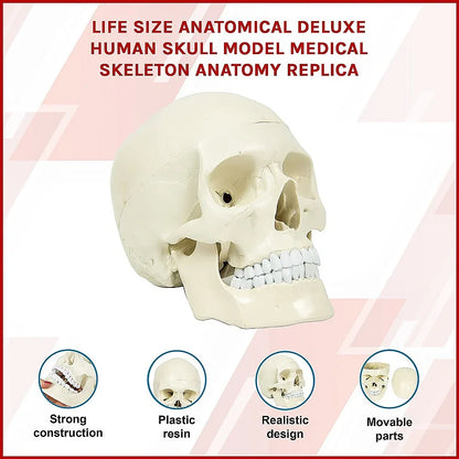 Life Size Anatomical Deluxe Human Skull Model Medical Skeleton Anatomy Replica - Mekamart Australia