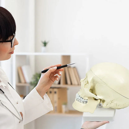 Life Size Anatomical Deluxe Human Skull Model Medical Skeleton Anatomy Replica - Mekamart Australia