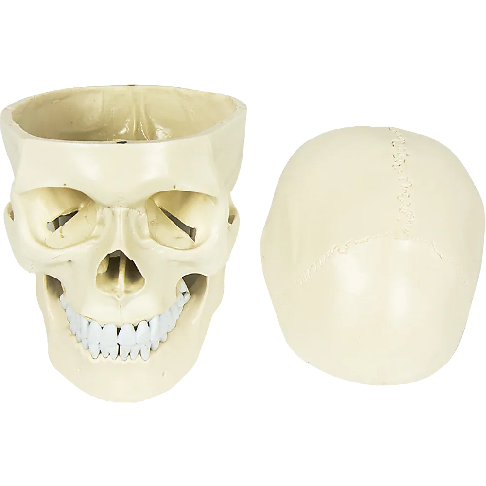 Life Size Anatomical Deluxe Human Skull Model Medical Skeleton Anatomy Replica - Mekamart Australia