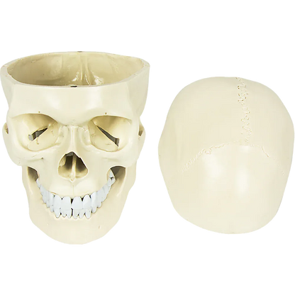 Life Size Anatomical Deluxe Human Skull Model Medical Skeleton Anatomy Replica - Mekamart Australia