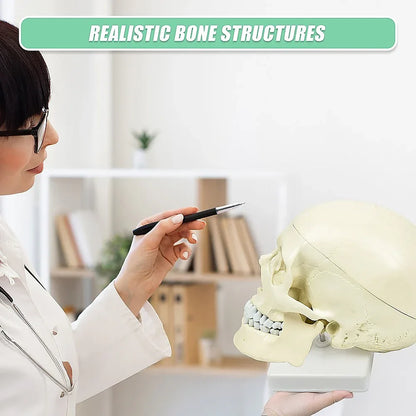 Life Size Anatomical Deluxe Human Skull Model Medical Skeleton Anatomy Replica - Mekamart Australia