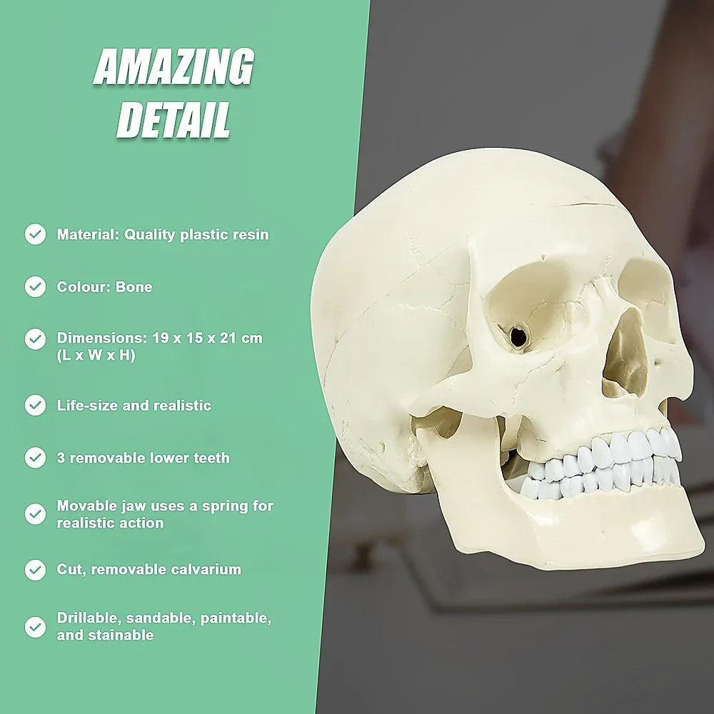 Life Size Anatomical Deluxe Human Skull Model Medical Skeleton Anatomy Replica - Mekamart Australia