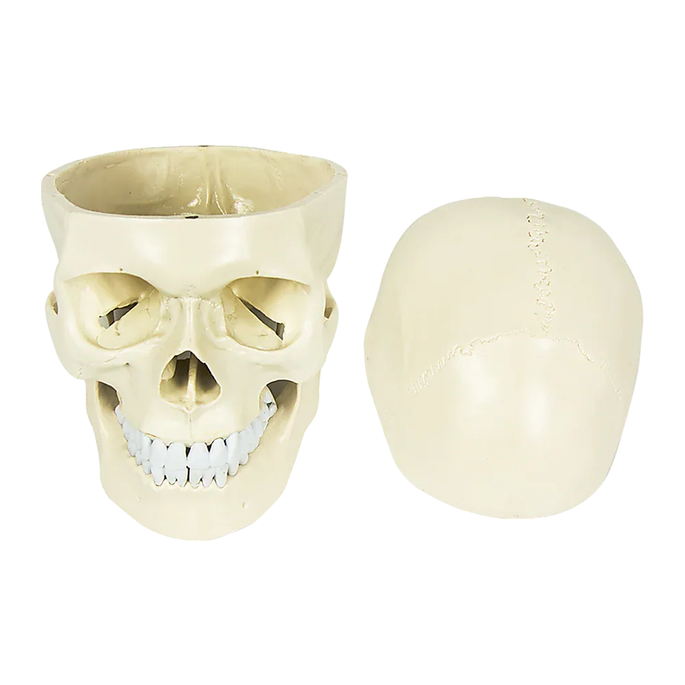 Life Size Anatomical Deluxe Human Skull Model Medical Skeleton Anatomy Replica - Mekamart Australia