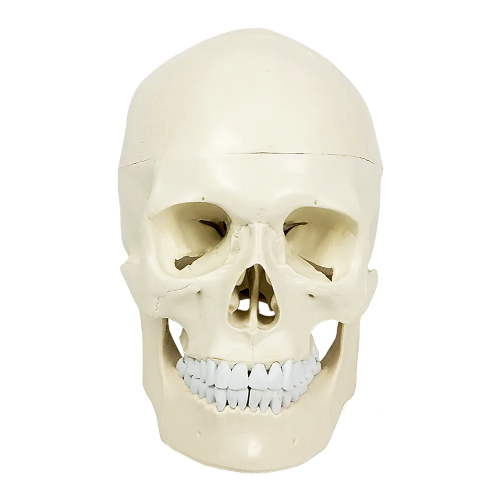 Life Size Anatomical Deluxe Human Skull Model Medical Skeleton Anatomy Replica - Mekamart Australia