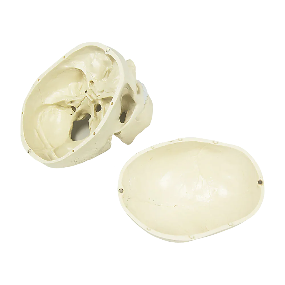 Life Size Anatomical Deluxe Human Skull Model Medical Skeleton Anatomy Replica - Mekamart Australia