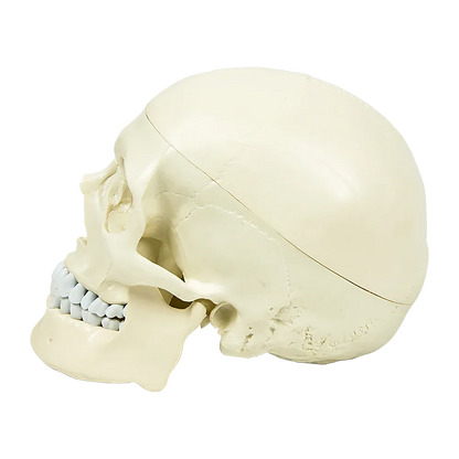 Life Size Anatomical Deluxe Human Skull Model Medical Skeleton Anatomy Replica - Mekamart Australia