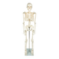 Anatomical 85cm Tall Human Skeleton with Stand Model - Medical Anatomy - Mekamart Australia