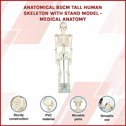 Anatomical 85cm Tall Human Skeleton with Stand Model - Medical Anatomy - Mekamart Australia