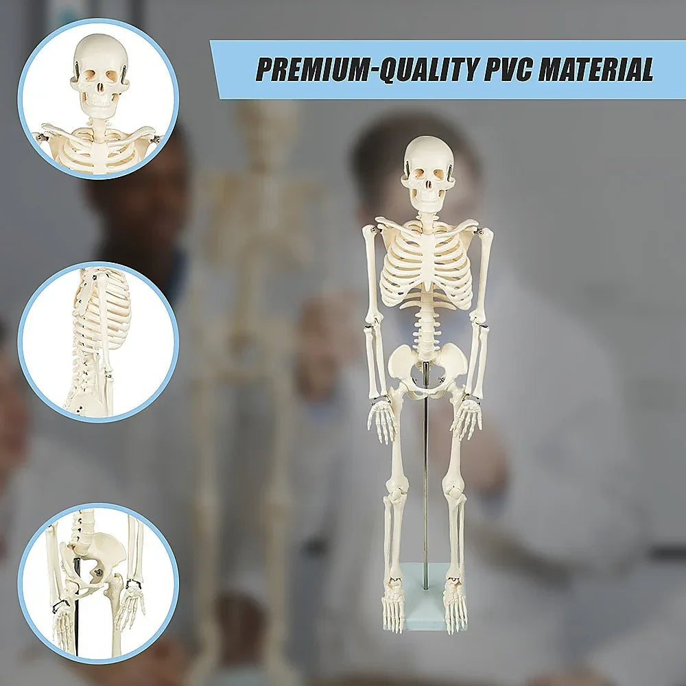 Anatomical 85cm Tall Human Skeleton with Stand Model - Medical Anatomy - Mekamart Australia