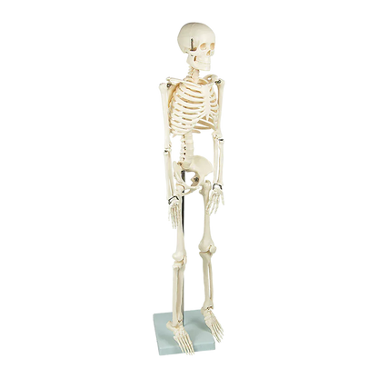 Anatomical 85cm Tall Human Skeleton with Stand Model - Medical Anatomy - Mekamart Australia