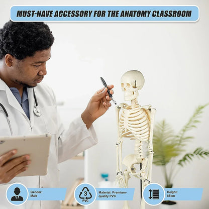 Anatomical 85cm Tall Human Skeleton with Stand Model - Medical Anatomy - Mekamart Australia