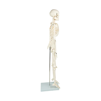Anatomical 85cm Tall Human Skeleton with Stand Model - Medical Anatomy - Mekamart Australia