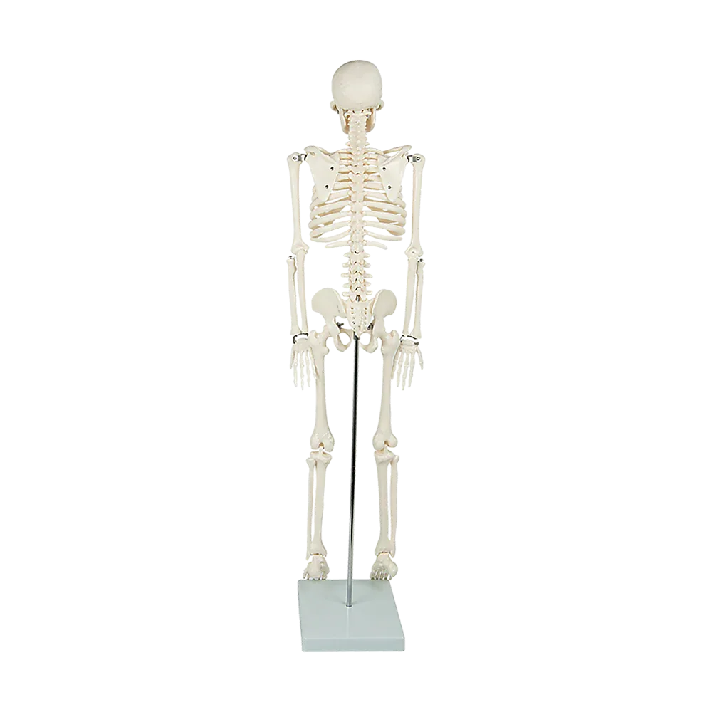 Anatomical 85cm Tall Human Skeleton with Stand Model - Medical Anatomy - Mekamart Australia