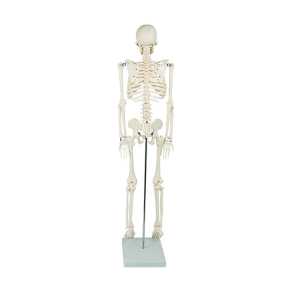 Anatomical 85cm Tall Human Skeleton with Stand Model - Medical Anatomy - Mekamart Australia