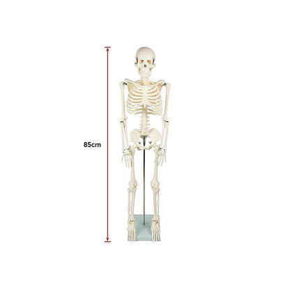 Anatomical 85cm Tall Human Skeleton with Stand Model - Medical Anatomy - Mekamart Australia