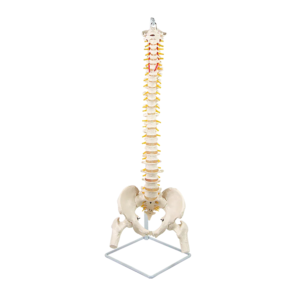 Life Size Flexible Spine Pelvis & Femur Model – Anatomical Skeleton Display - Mekamart Australia