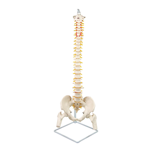 Life Size Flexible Spine Pelvis & Femur Model – Anatomical Skeleton Display - Mekamart Australia