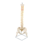 Life Size Flexible Spine Pelvis & Femur Model – Anatomical Skeleton Display - Mekamart Australia