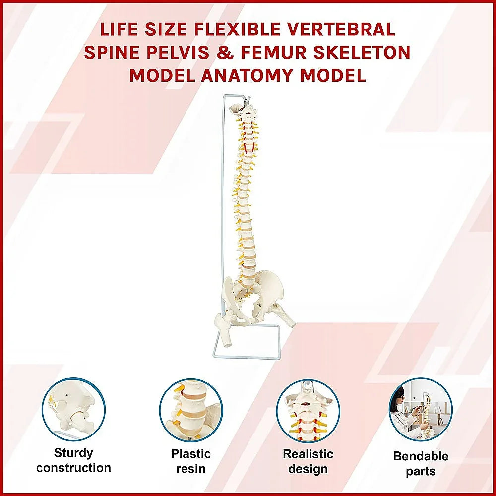 Life Size Flexible Spine Pelvis & Femur Model – Anatomical Skeleton Display - Mekamart Australia
