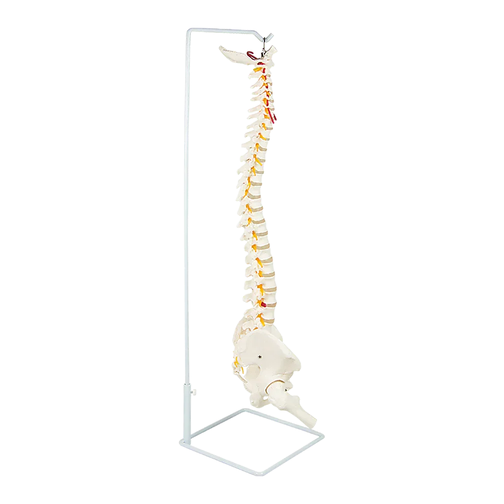 Life Size Flexible Spine Pelvis & Femur Model – Anatomical Skeleton Display - Mekamart Australia