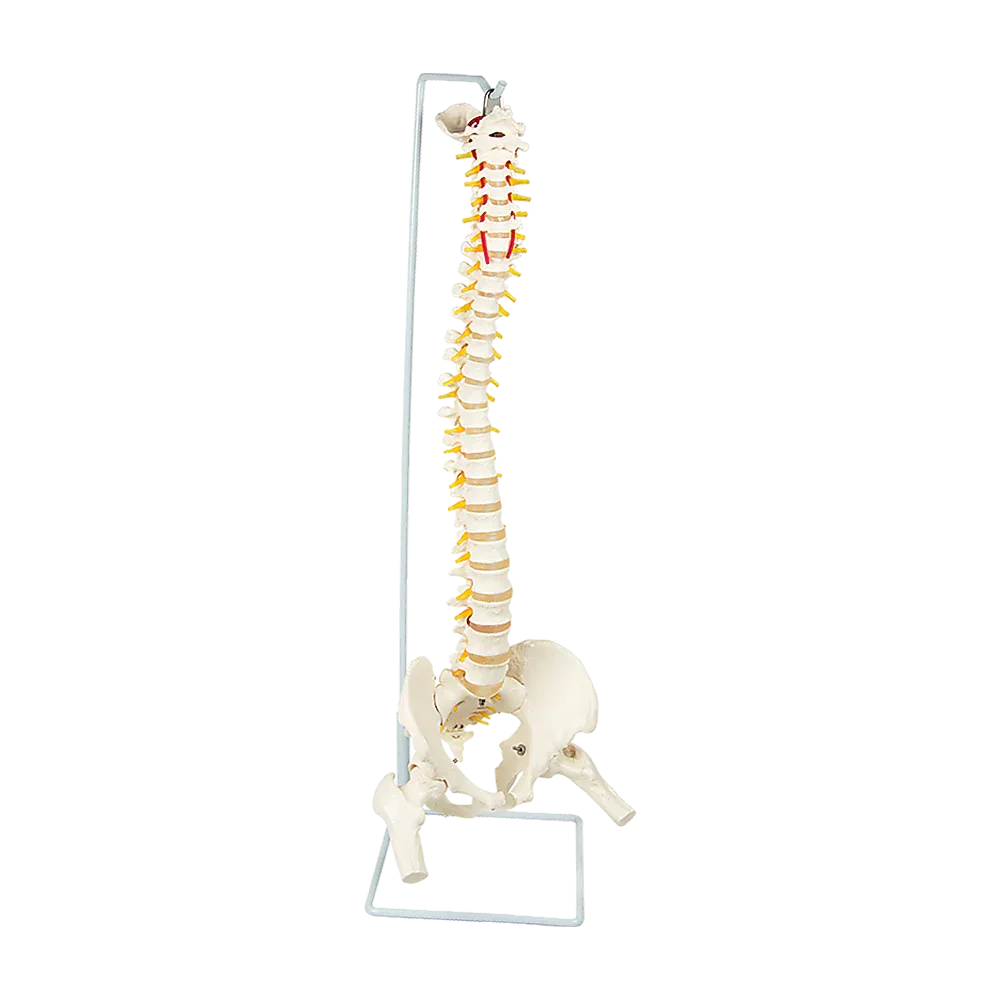 Life Size Flexible Spine Pelvis & Femur Model – Anatomical Skeleton Display - Mekamart Australia