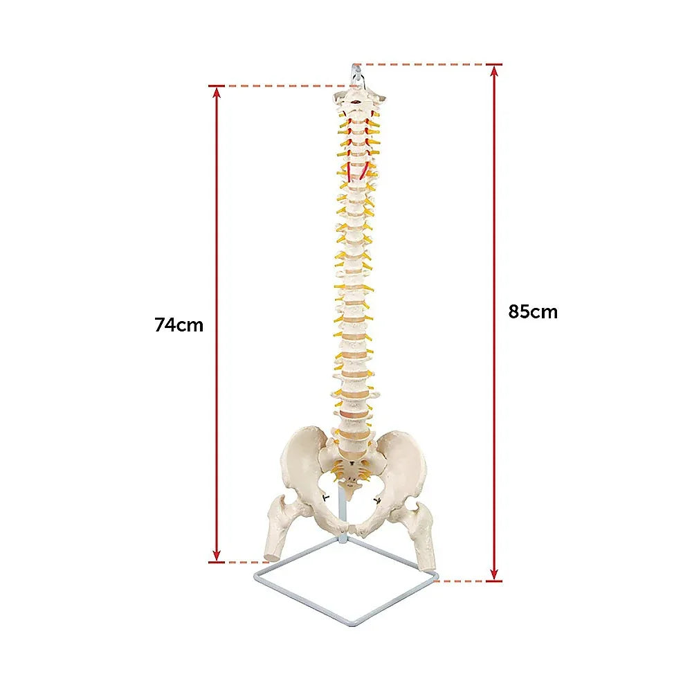 Life Size Flexible Spine Pelvis & Femur Model – Anatomical Skeleton Display - Mekamart Australia