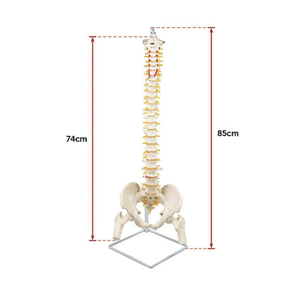Life Size Flexible Spine Pelvis & Femur Model – Anatomical Skeleton Display - Mekamart Australia