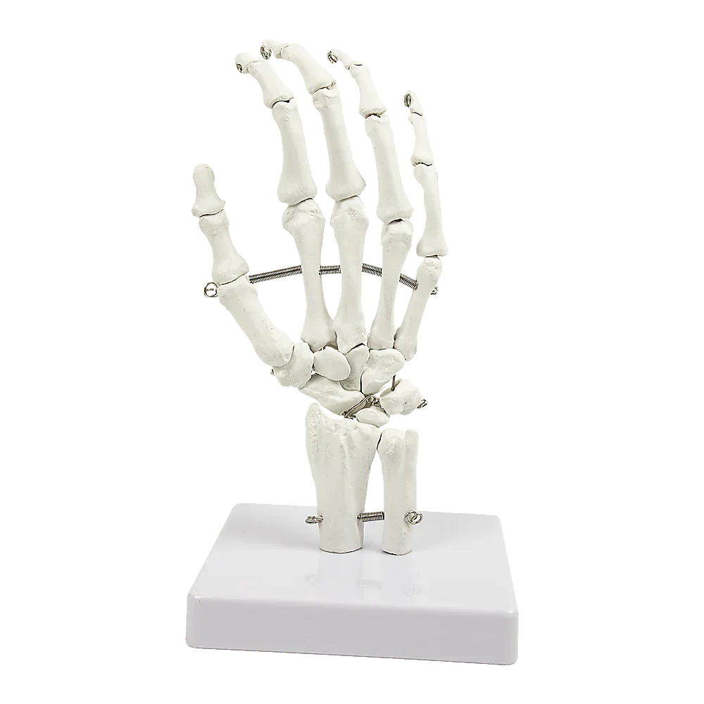 Hand Joint Anatomical Skeleton Model Human Anatomy Study Tool - Mekamart Australia