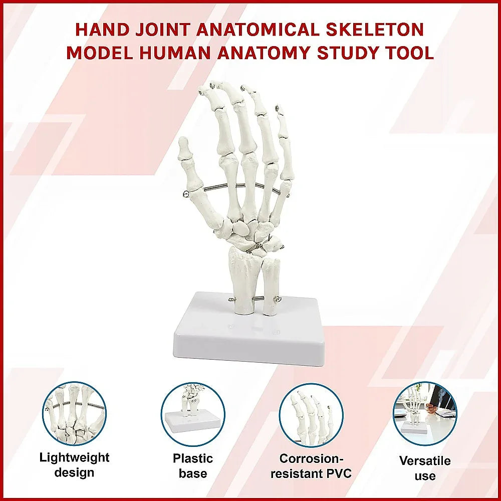 Hand Joint Anatomical Skeleton Model Human Anatomy Study Tool - Mekamart Australia