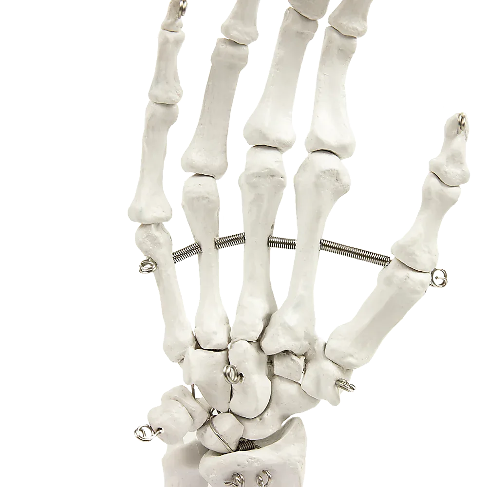 Hand Joint Anatomical Skeleton Model Human Anatomy Study Tool - Mekamart Australia