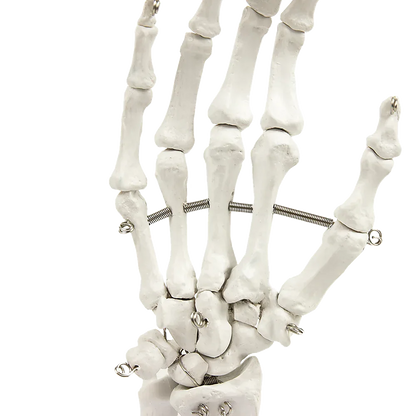 Hand Joint Anatomical Skeleton Model Human Anatomy Study Tool - Mekamart Australia
