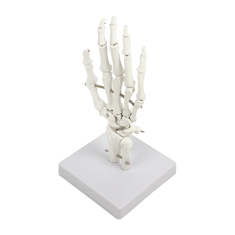 Hand Joint Anatomical Skeleton Model Human Anatomy Study Tool - Mekamart Australia