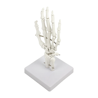 Hand Joint Anatomical Skeleton Model Human Anatomy Study Tool - Mekamart Australia