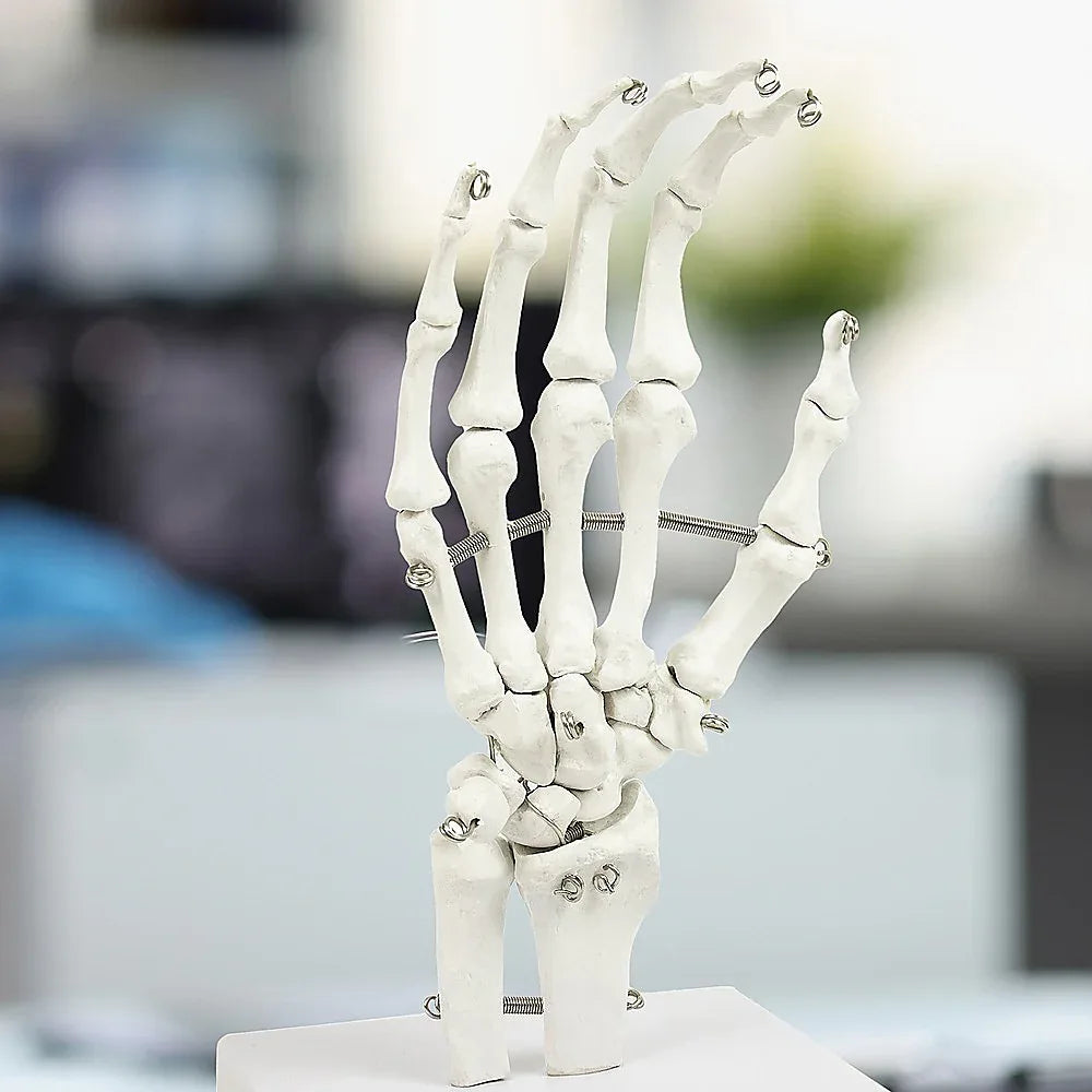 Hand Joint Anatomical Skeleton Model Human Anatomy Study Tool - Mekamart Australia