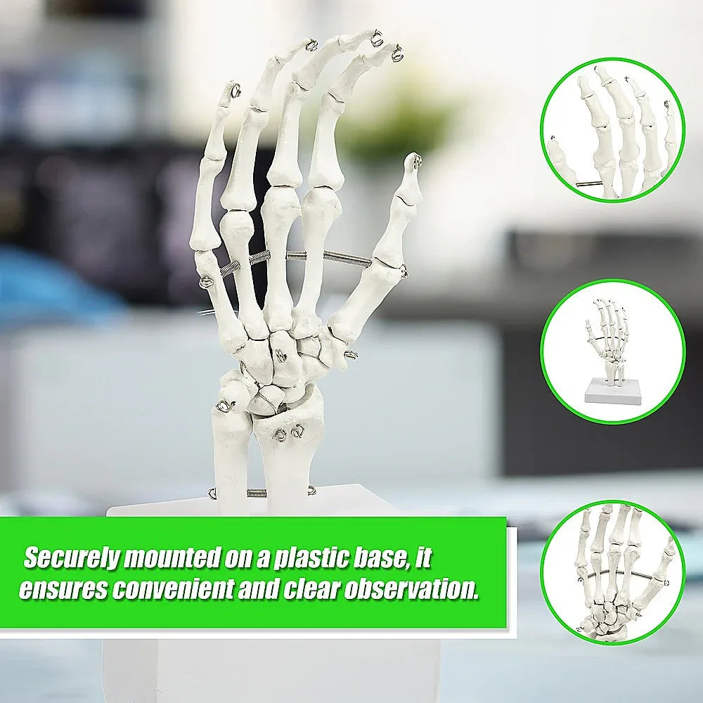 Hand Joint Anatomical Skeleton Model Human Anatomy Study Tool - Mekamart Australia