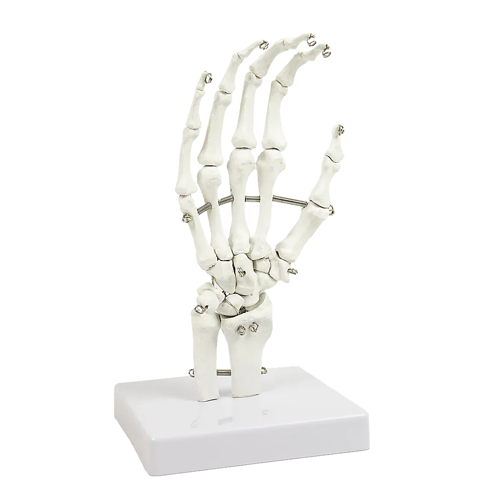 Hand Joint Anatomical Skeleton Model Human Anatomy Study Tool - Mekamart Australia
