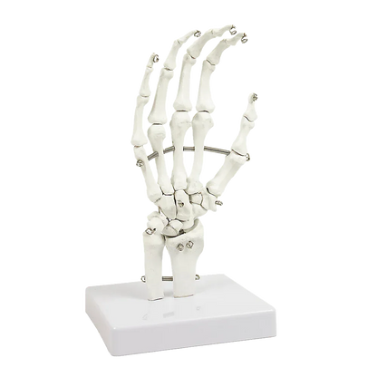 Hand Joint Anatomical Skeleton Model Human Anatomy Study Tool - Mekamart Australia