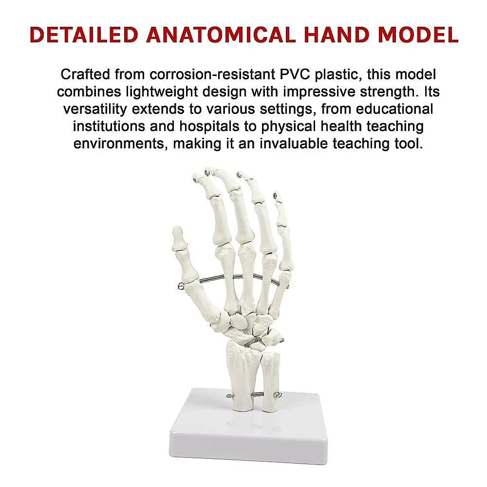 Hand Joint Anatomical Skeleton Model Human Anatomy Study Tool - Mekamart Australia