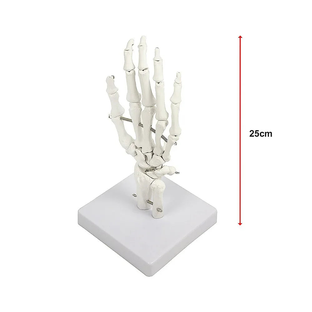 Hand Joint Anatomical Skeleton Model Human Anatomy Study Tool - Mekamart Australia